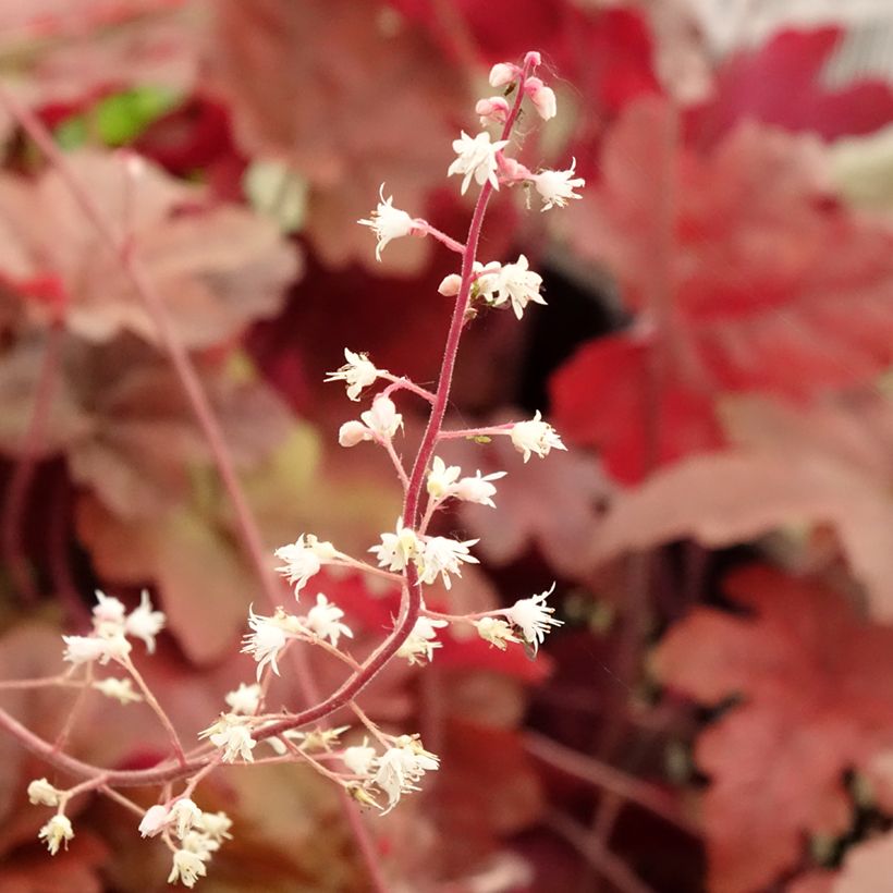 Heucherella Red Rover - Schaumglöckchen (Flowering)
