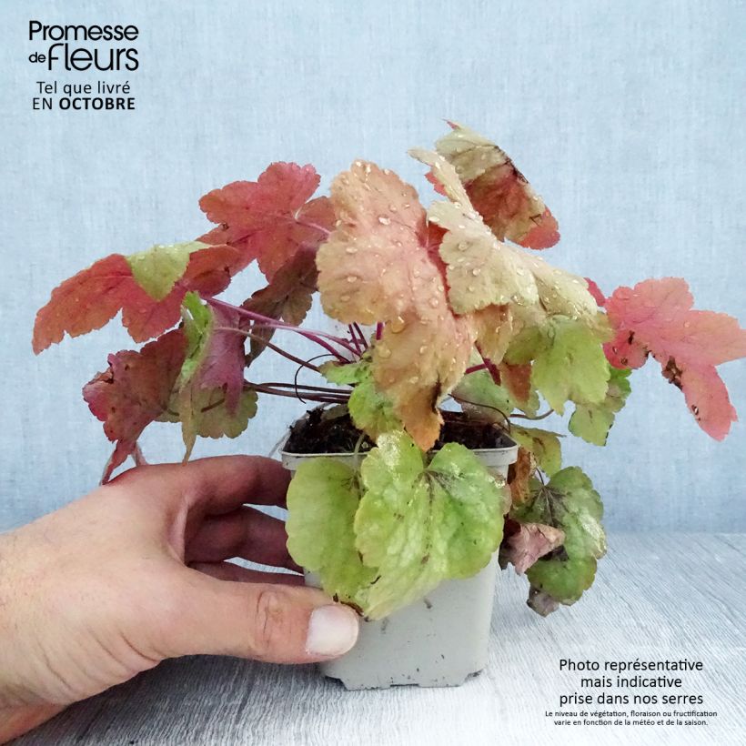 Example of Heucherella Redstone Falls - Schaumglöckchen Kleine Töpfe von 8/9 cm as you get in automne