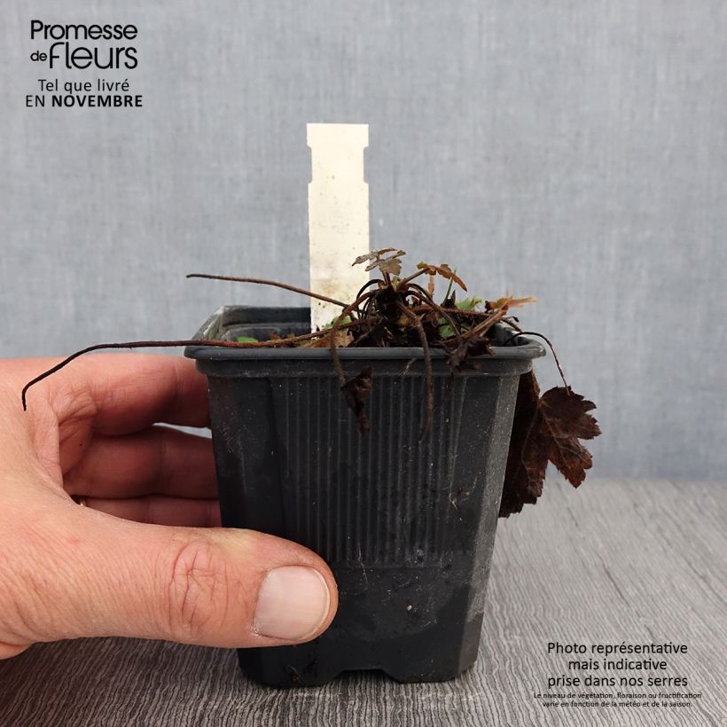 Example of Heucherella Silver Streak - Schaumglöckchen Kleine Töpfe von 8/9 cm as you get in automne