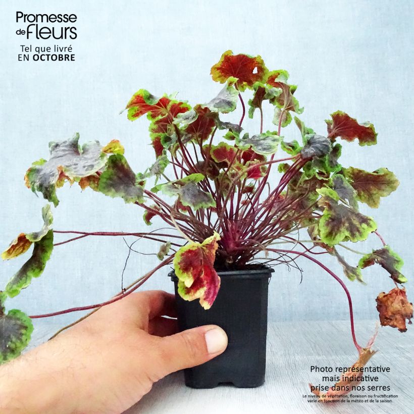 Example of Heucherella Solar Eclipse - Schaumglöckchen Kleine Töpfe von 8/9 cm as you get in automne