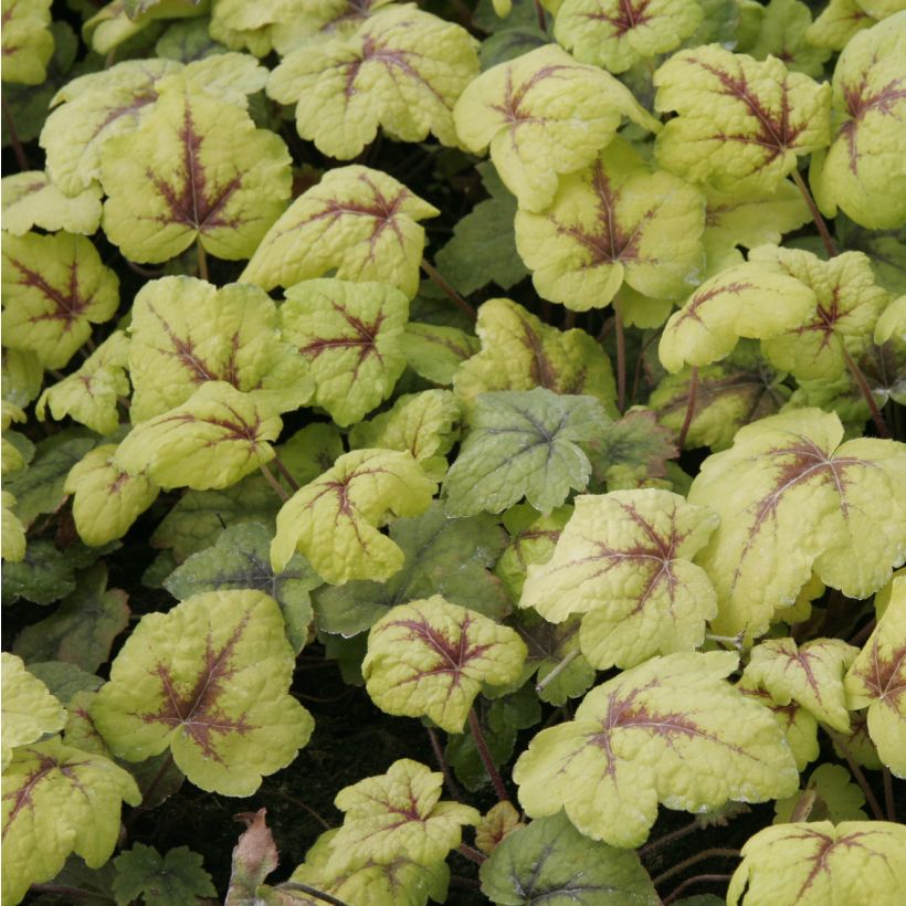 Heucherella Stoplight - Schaumglöckchen (Foliage)