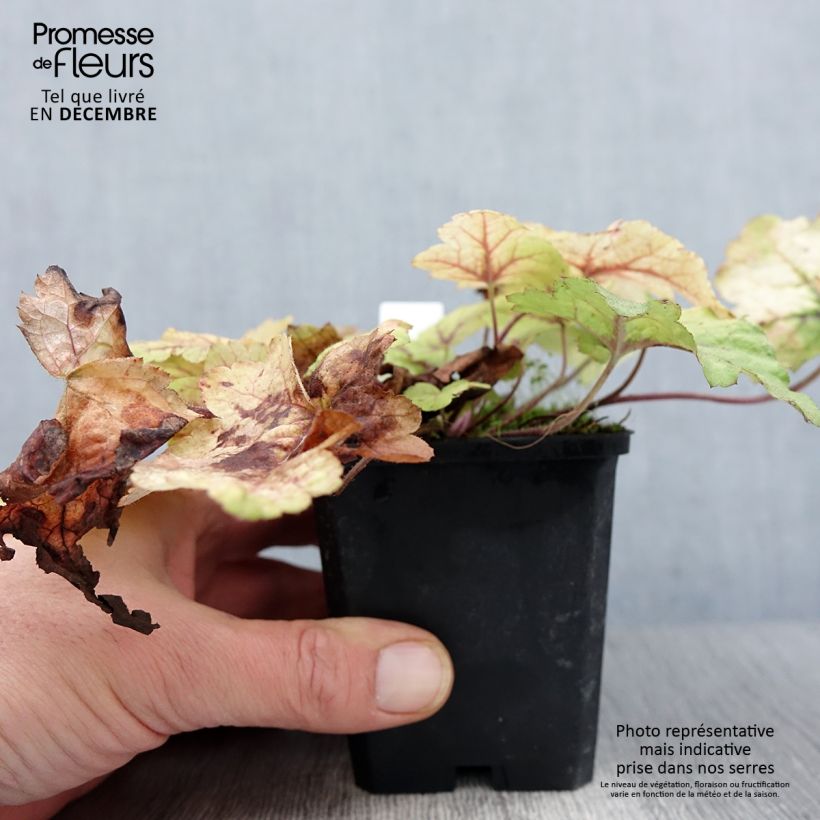 Example of Heucherella Stoplight - Schaumglöckchen Kleine Töpfe von 8/9 cm as you get in automne