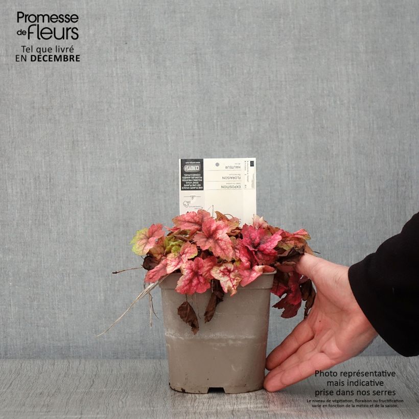 Example of Heucherella Stoplight - Schaumglöckchen Topf mit 2L/3L as you get in automne
