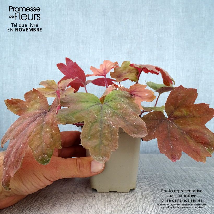 Example of Heucherella Sweet Tea - Schaumglöckchen Kleine Töpfe von 8/9 cm as you get in automne