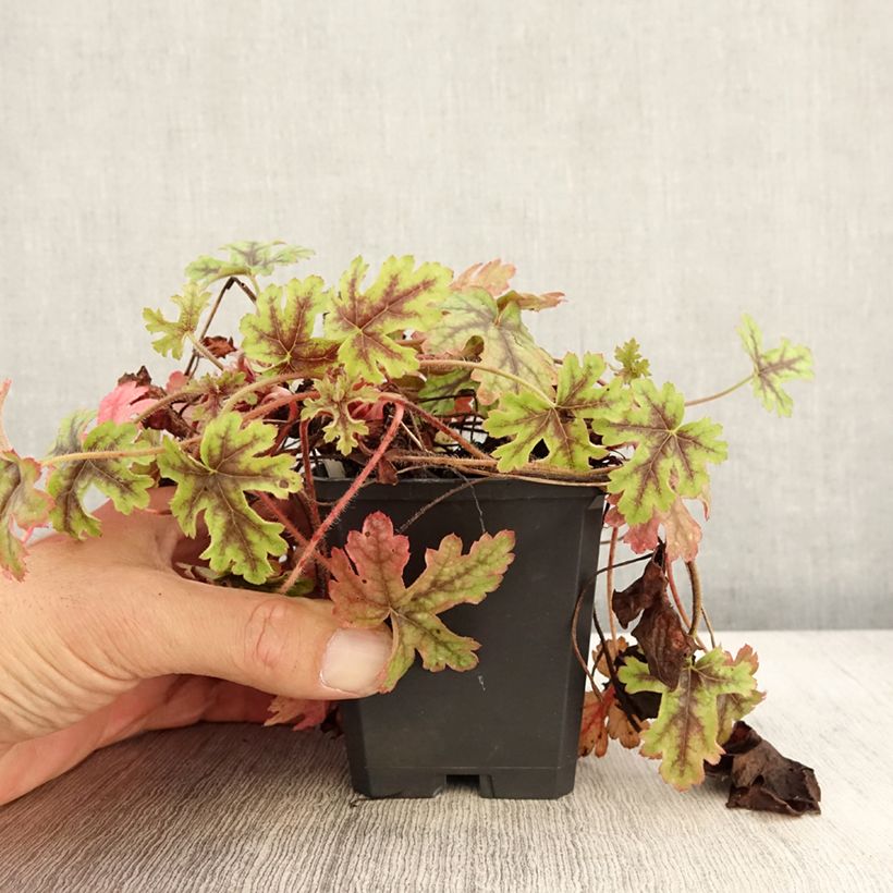 Example of Heucherella Tapestry - Schaumglöckchen Kleine Töpfe von 8/9 cm as you get in automne