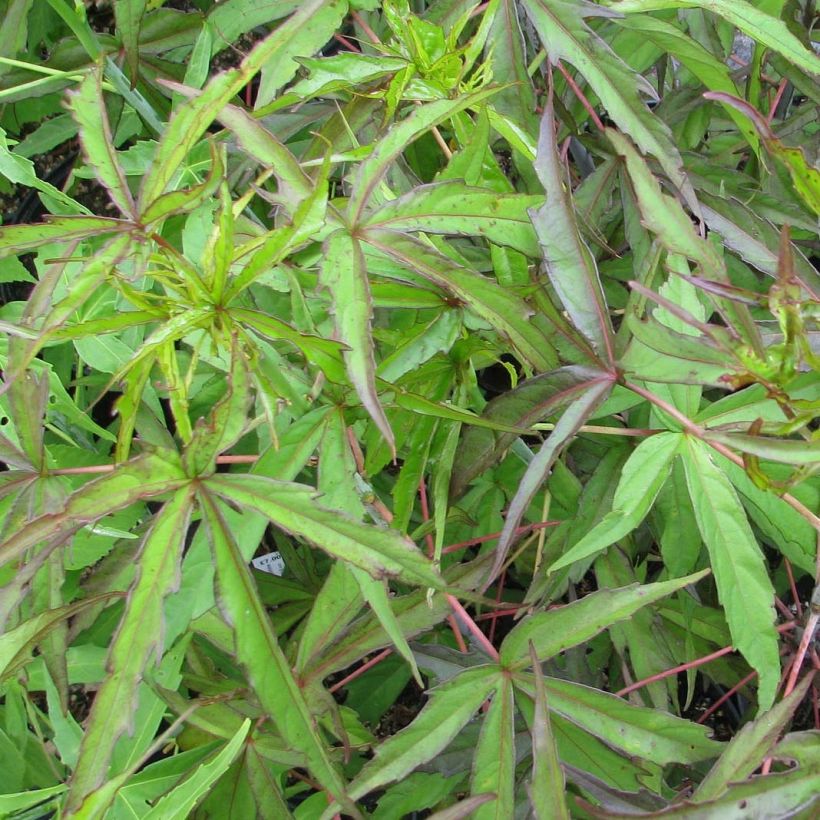 Hibiscus coccineus - Scharlach-Hibiskus (Foliage)