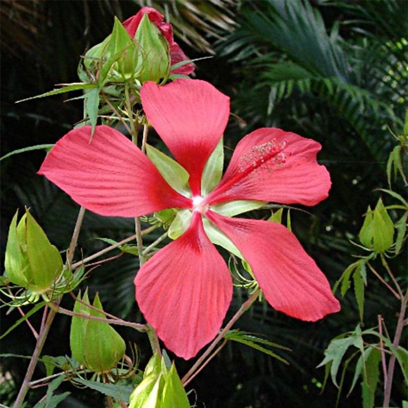 Hibiscus coccineus - Scharlach-Hibiskus (Flowering)