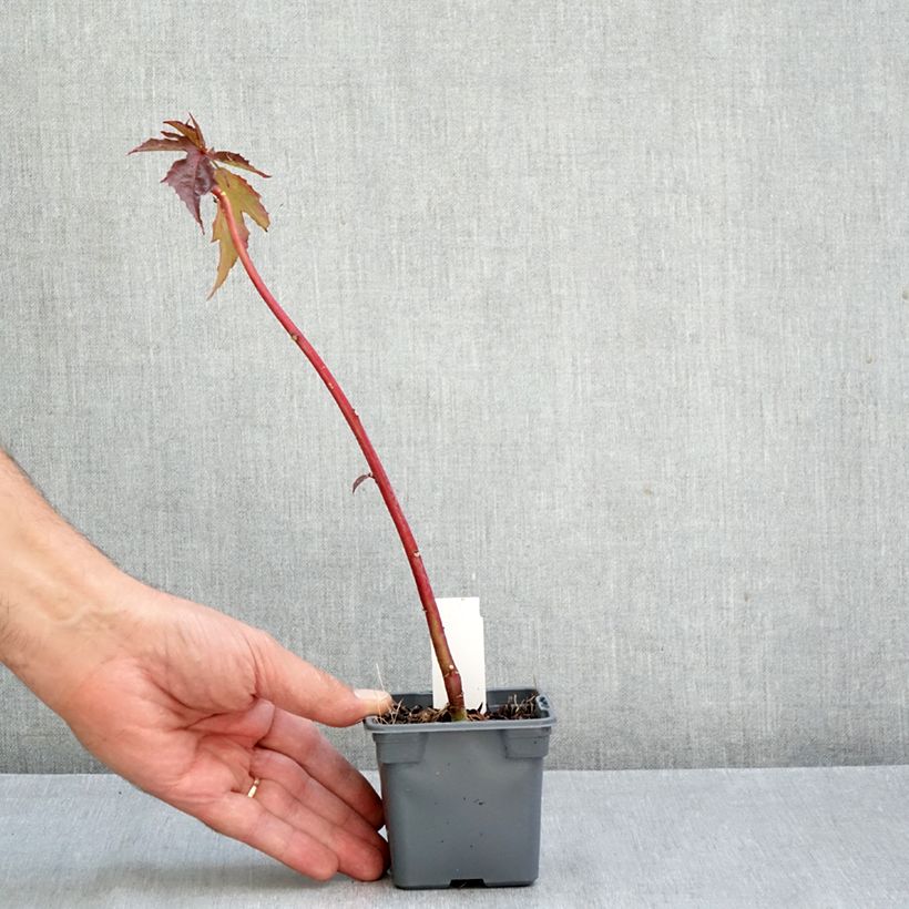 Exemplar von Hibiscus moscheutos Carousel Ghost - Sumpfeibisch Kleine Töpfe von 8/9 cm wie im Herbst geliefert