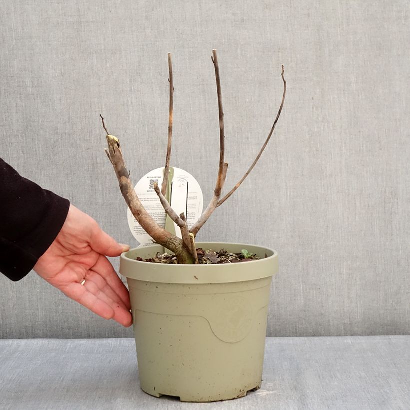 Exemplar von Hibiscus moscheutos Carousel Ghost - Sumpfeibisch Topf mit 3L/4L wie im Winter geliefert