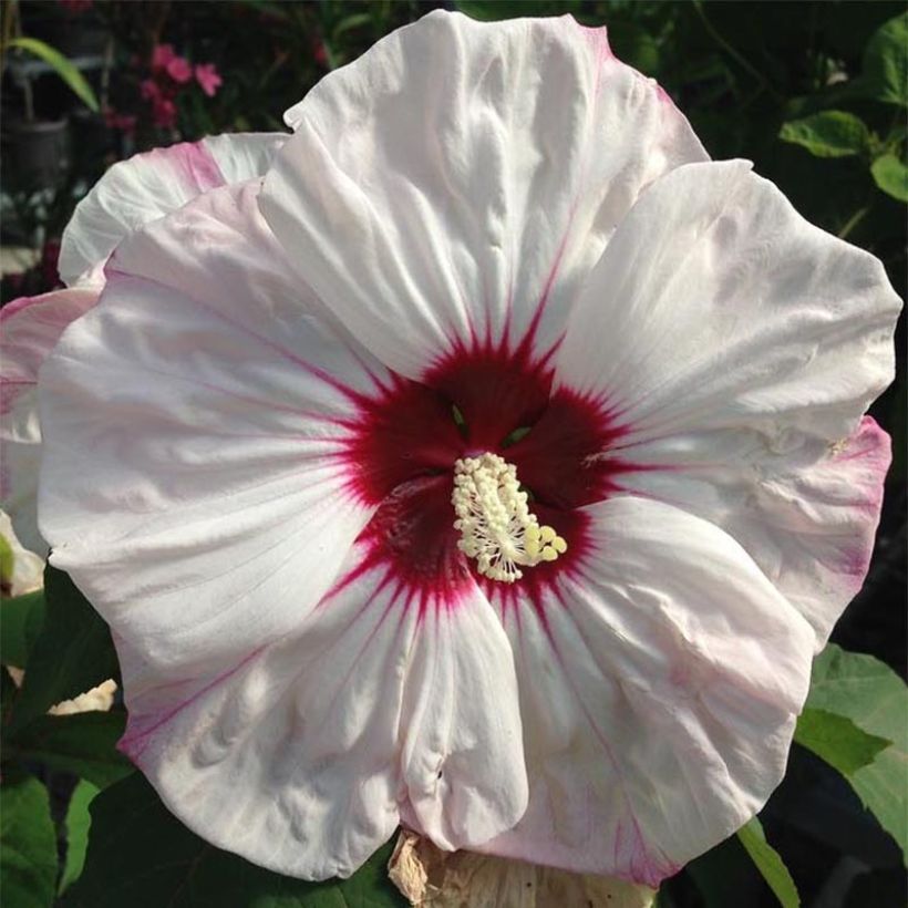 Hibiscus moscheutos Cherry Cheesecake - Sumpfeibisch (Flowering)