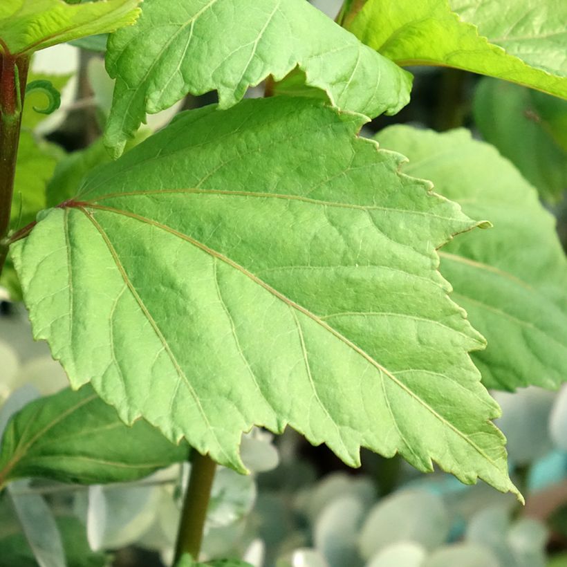 Hibiscus moscheutos Cherry Cheesecake - Sumpfeibisch (Foliage)