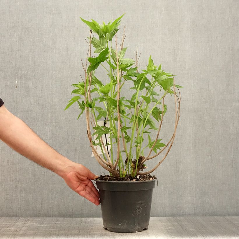 Exemplar von Hibiscus moscheutos Fujin - Sumpfeibisch Topf mit 4L/5L wie im Frühjahr geliefert