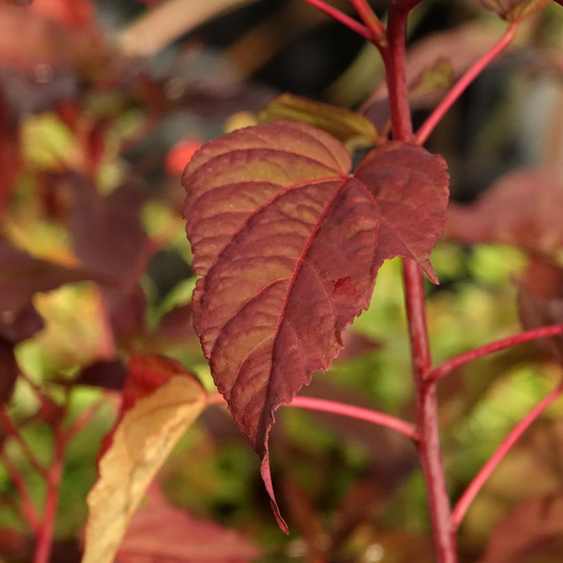 Hibiscus moscheutos Midnight Marvel - Sumpfeibisch (Foliage)