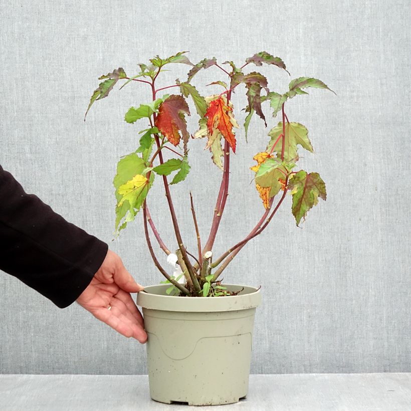 Exemplar von Hibiscus moscheutos Pink Candy - Sumpfeibisch Topf mit 3L/4L wie im Herbst geliefert