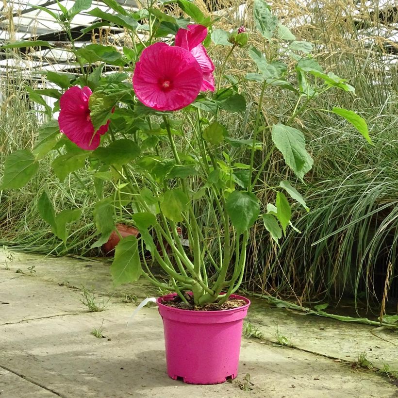 Hibiscus moscheutos Rose - Sumpfeibisch (Hafen)