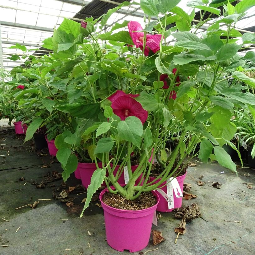 Hibiscus moscheutos Rose - Sumpfeibisch (Plant habit)
