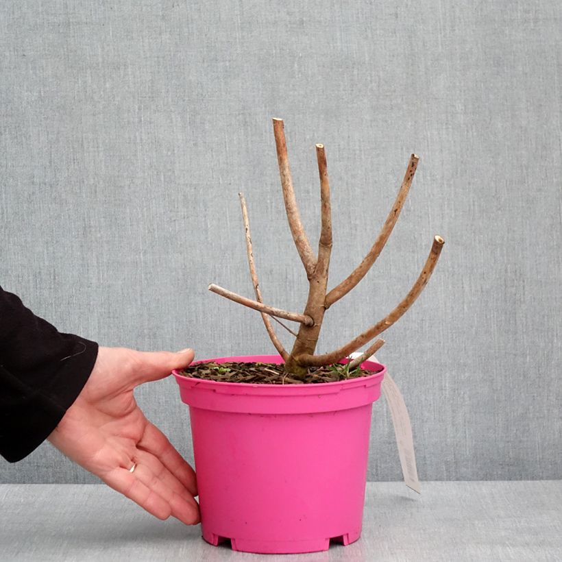 Exemplar von Hibiscus moscheutos Summerific Berry Awesome - Sumpfeibisch Topf mit 3L/4L wie im Winter geliefert