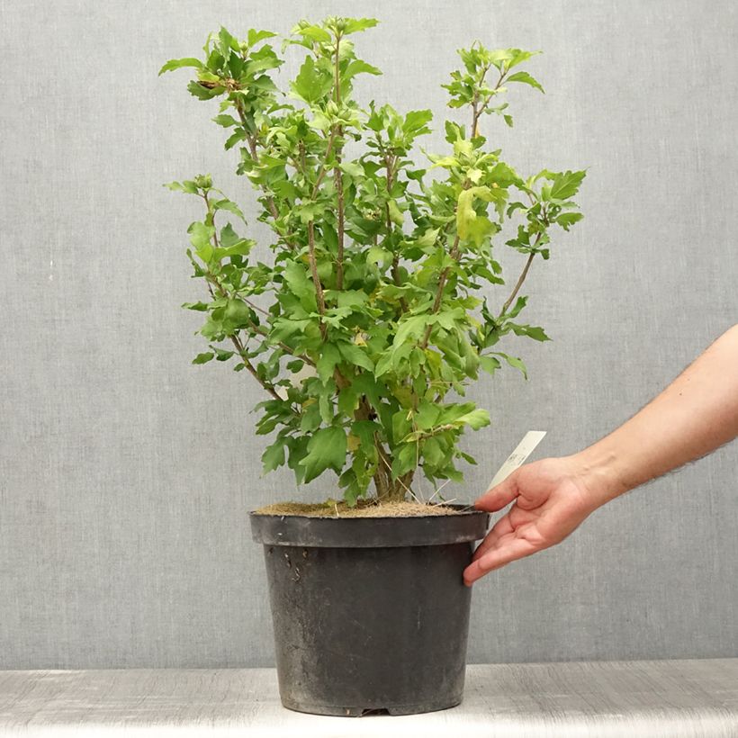 Example of Garten-Hibiscus Pink Giant - Hibiscus syriacus Topf mit 7,5L/10L as you get in ete