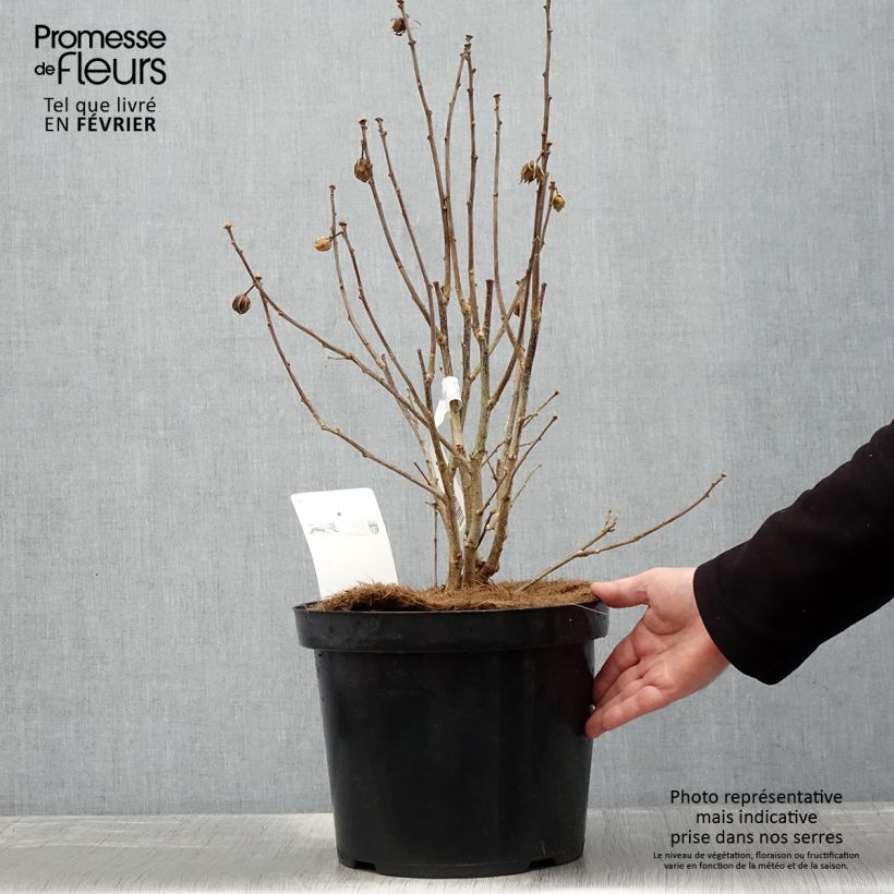 Exemplar von Garten-Hibiscus Pink Giant - Hibiscus syriacus Topf mit 7,5L/10L wie im Winter geliefert