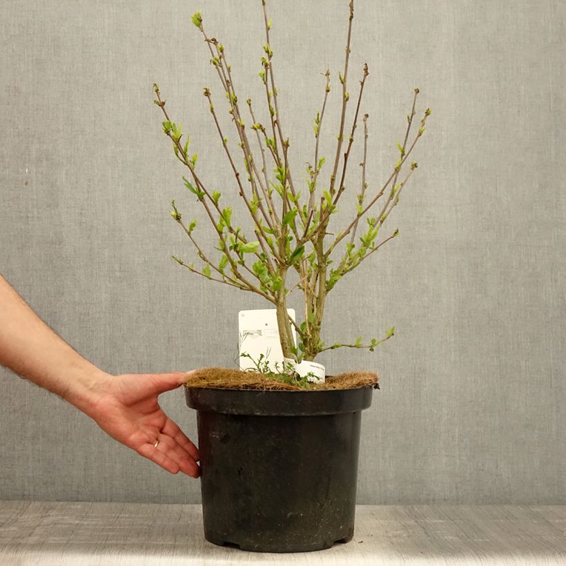 Exemplar von Garten-Hibiscus Pink Giant - Hibiscus syriacus Topf mit 7,5L/10L wie im Frühjahr geliefert