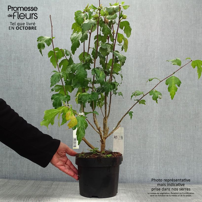 Example of Garten-Hibiscus Pink Giant - Hibiscus syriacus Topf mit 4L/5L as you get in automne