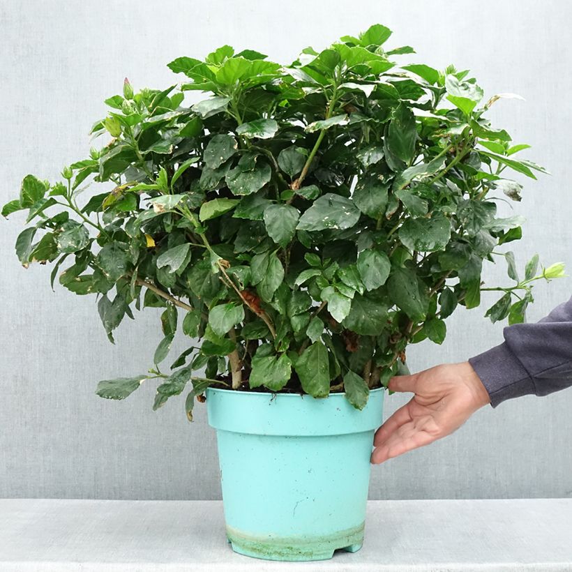 Example of Hibiscus rosa-sinensis (Samen) - Chinesische Roseneibisch Topf mit 7,5L/10L as you get in printemps