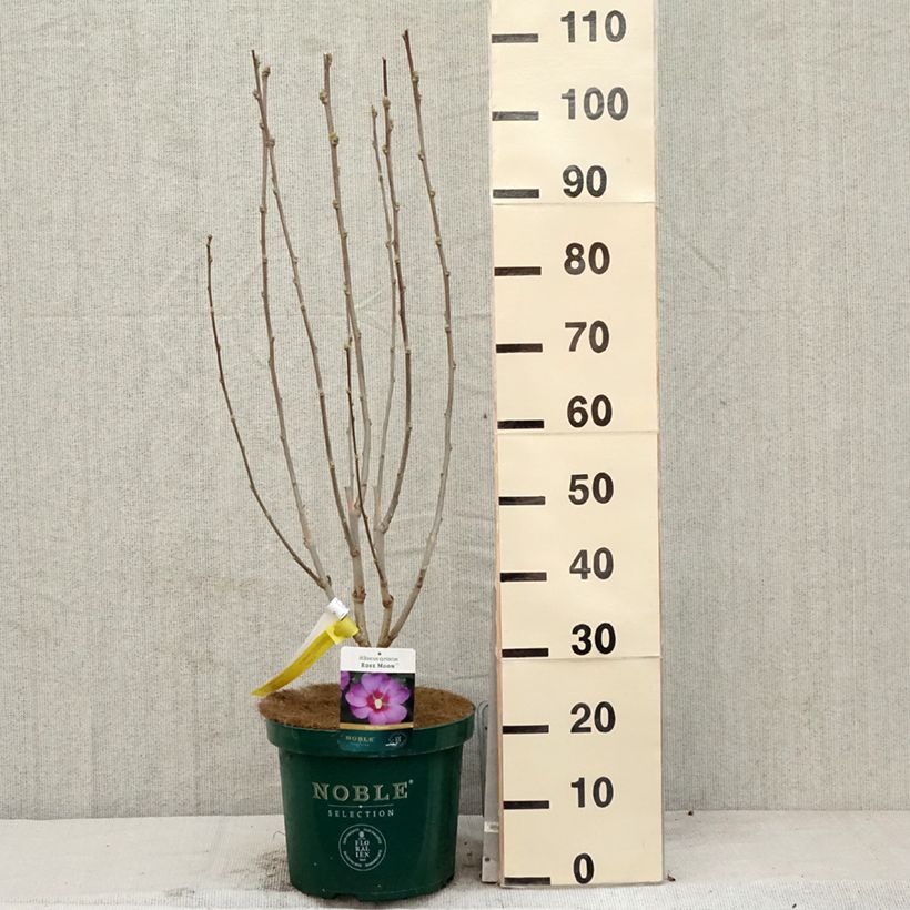 Exemplar von Hibiscus Rose Moon - Garten-Hibiscus Topf mit 7,5L/10L wie im Frühjahr geliefert