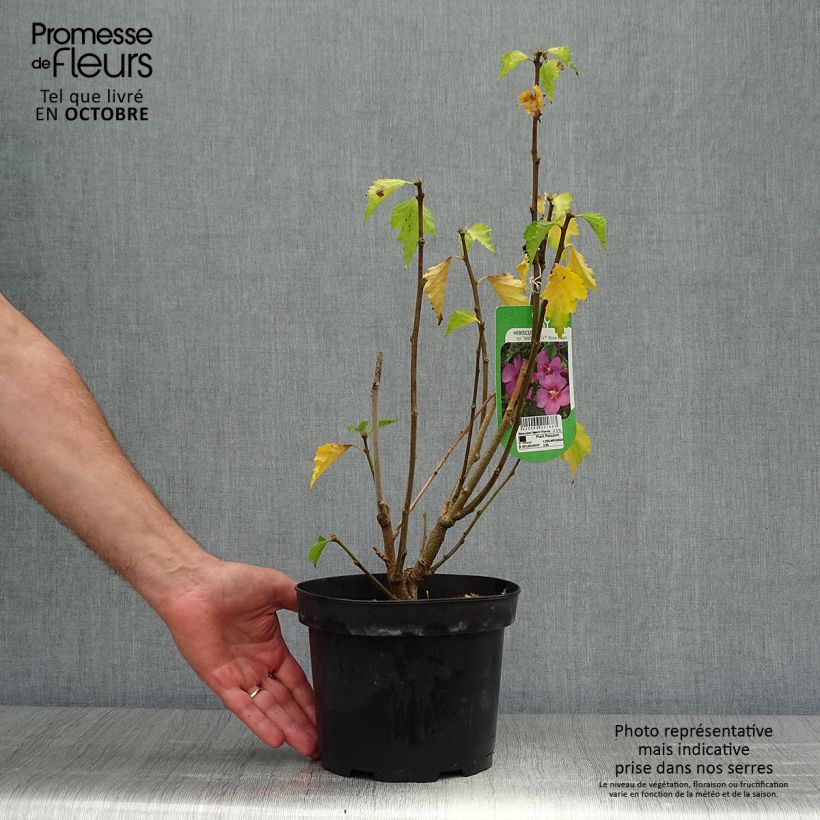 Example of Hibiscus Rose Moon - Garten-Hibiscus Topf mit 3L/4L as you get in automne