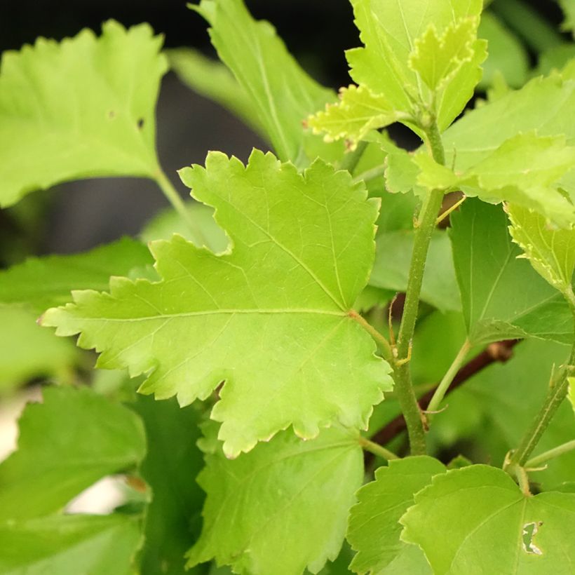 Hibiscus Rose Moon - Garten-Hibiscus (Foliage)