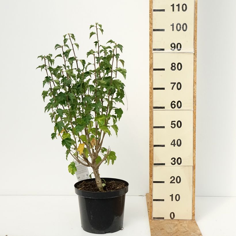 Exemplar von Hibiscus Rose Moon - Garten-Hibiscus Topf mit 7,5L/10L wie im Herbst geliefert