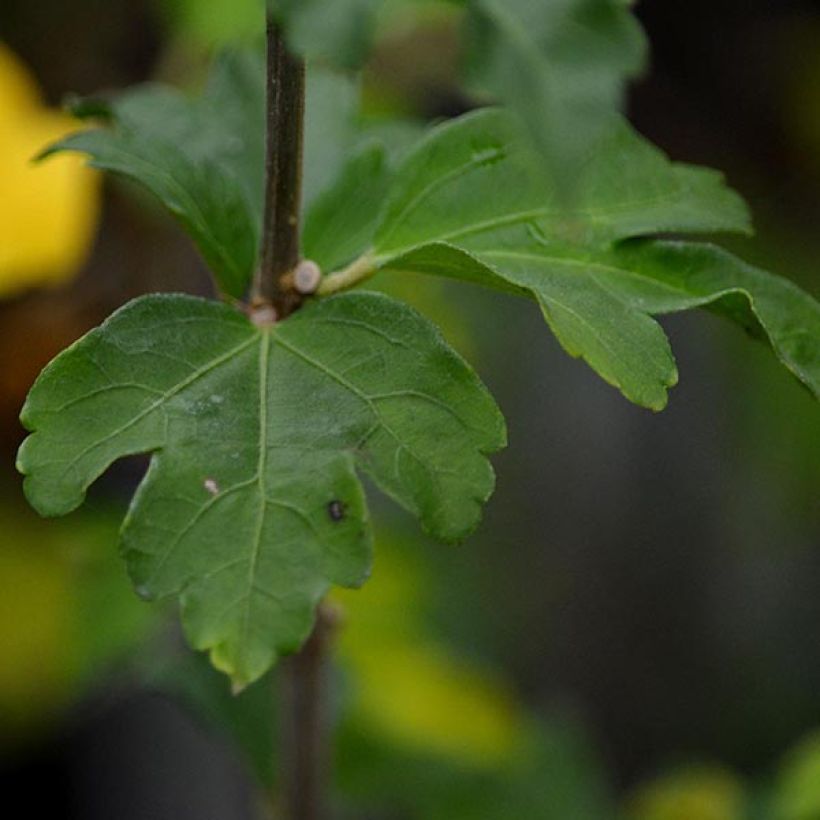 Garten-Hibiscus Purple Ruffles - Hibiscus syriacus (Foliage)
