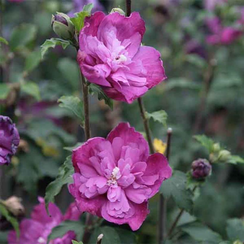 Garten-Hibiscus Purple Ruffles - Hibiscus syriacus (Flowering)