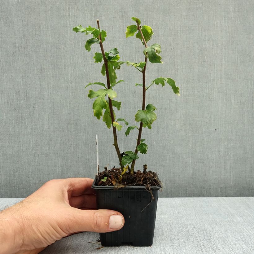 Exemplar von Garten-Hibiscus Admiral Dewey - Hibiscus syriacus Kleine Töpfe von 8/9 cm wie im Herbst geliefert