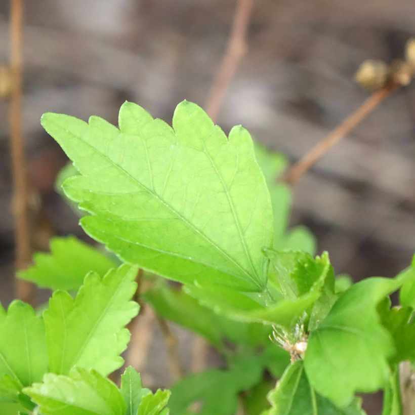 Garten-Hibiscus Ardens - Hibiscus syriacus (Foliage)