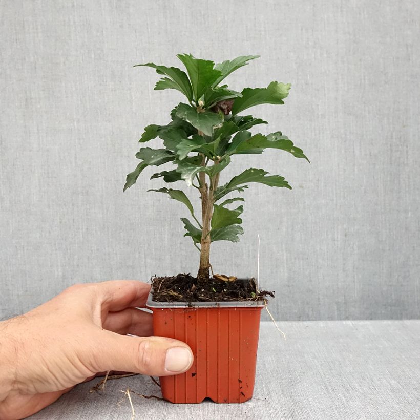 Exemplar von Garten-Hibiscus Ardens - Hibiscus syriacus Kleine Töpfe von 8/9 cm wie im Herbst geliefert