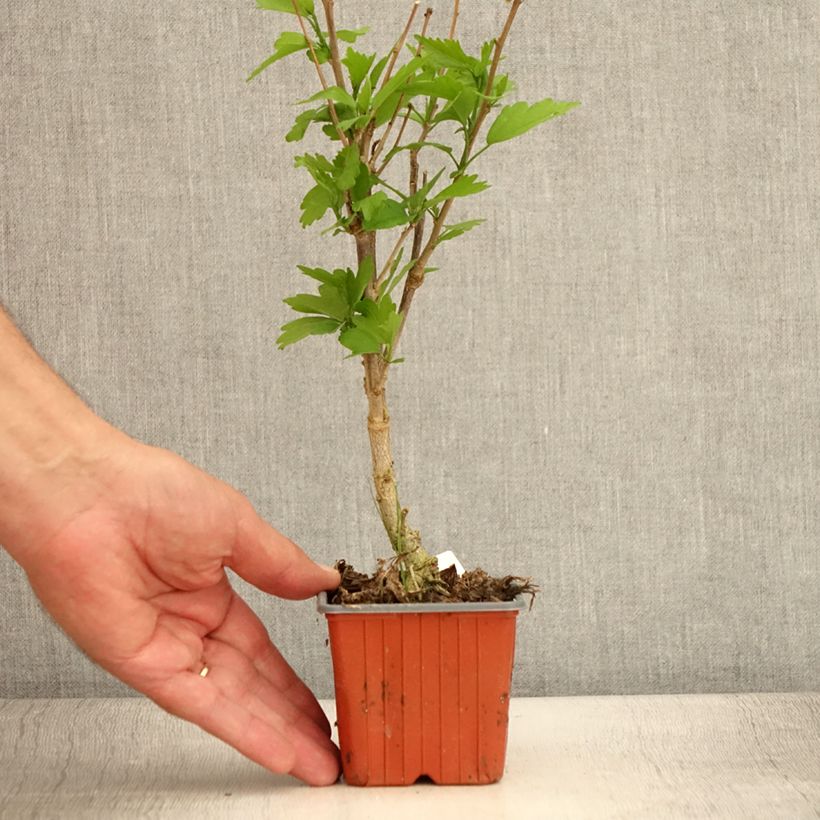 Example of Garten-Hibiscus Ardens - Hibiscus syriacus Kleine Töpfe von 8/9 cm as you get in ete