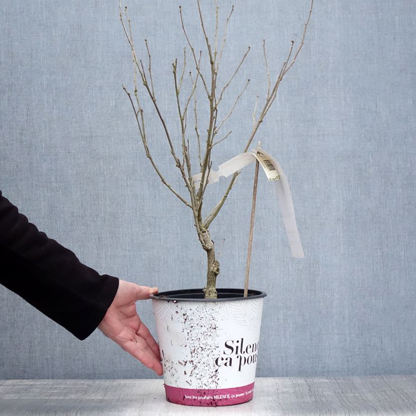 Exemplar von Garten-Hibiscus B'twist Lavende - Hibiscus syriacus Topf mit 4L/5L wie im Winter geliefert