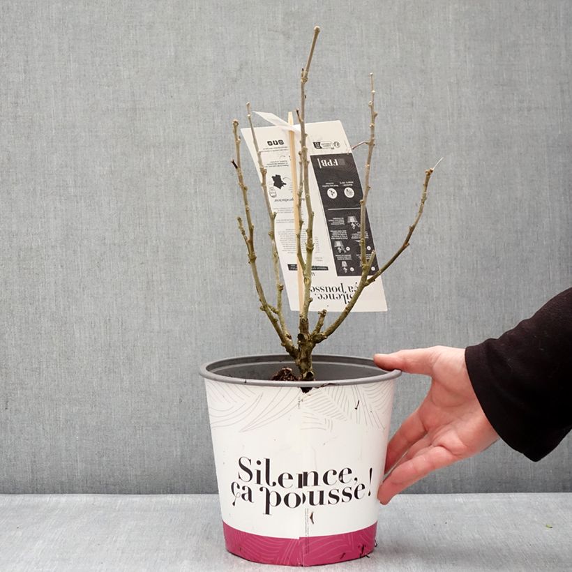 Exemplar von Garten-Hibiscus Beautifull Cobalt - Hibiscus syriacus Topf mit 4L/5L wie im Winter geliefert