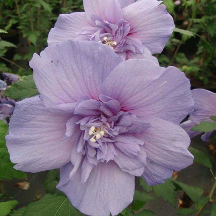 Garten-Hibiscus Blue Chiffon - Hibiscus syriacus (Flowering)