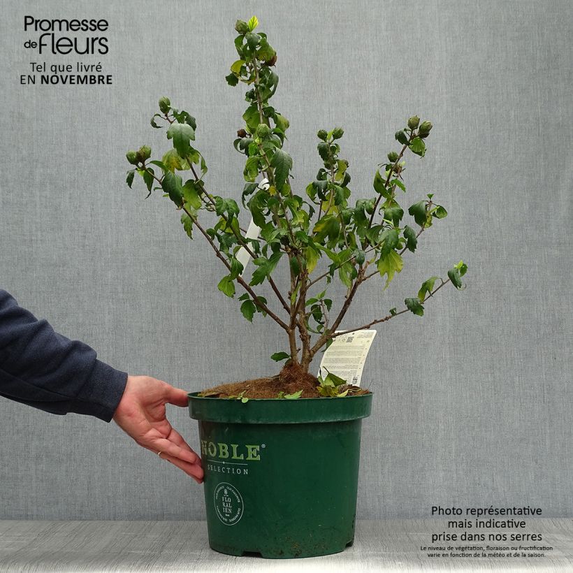 Example of Garten-Hibiscus Blue Chiffon - Hibiscus syriacus Topf mit 6L/7L as you get in automne