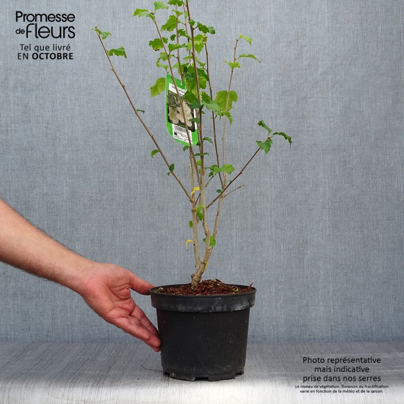 Example of Garten-Hibiscus Diana - Hibiscus syriacus Topf mit 3L/4L as you get in automne