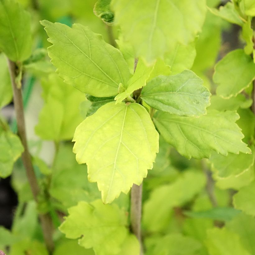 Garten-Hibiscus Diana - Hibiscus syriacus (Foliage)
