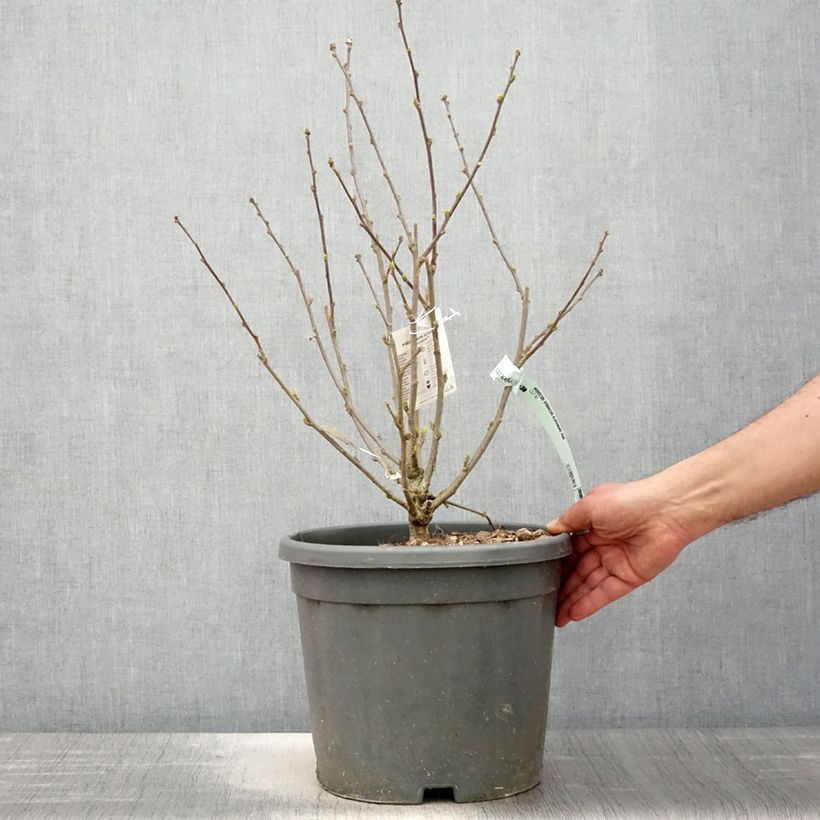 Exemplar von Garten-Hibiscus Eléonore - Hibiscus syriacus Topf mit 7,5L/10L wie im Frühjahr geliefert