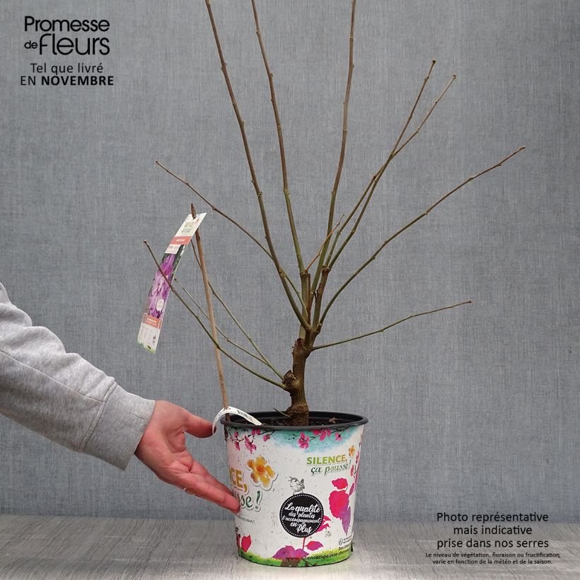 Example of Garten-Hibiscus Eruption - Hibiscus syriacus Topf mit 4L/5L as you get in automne