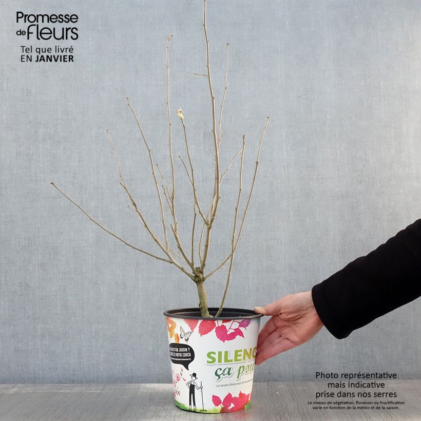 Exemplar von Garten-Hibiscus Eruption - Hibiscus syriacus Topf mit 4L/5L wie im Winter geliefert