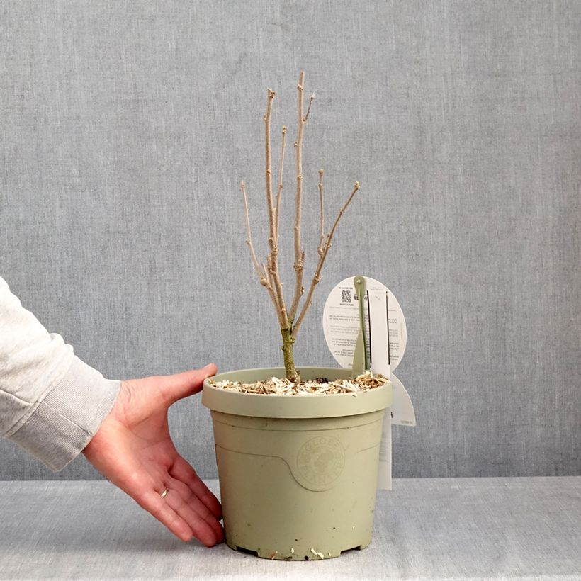 Exemplar von Garten-Hibiscus Flower Tower Purple - Hibiscus syriacus Topf mit 3L/4L wie im Winter geliefert