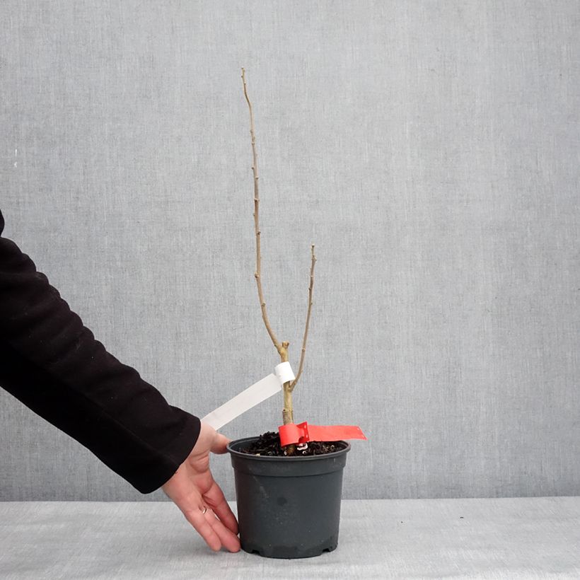Exemplar von Garten-Hibiscus Flower Tower Ruby - Hibiscus syriacus Topf mit 2L/3L wie im Winter geliefert