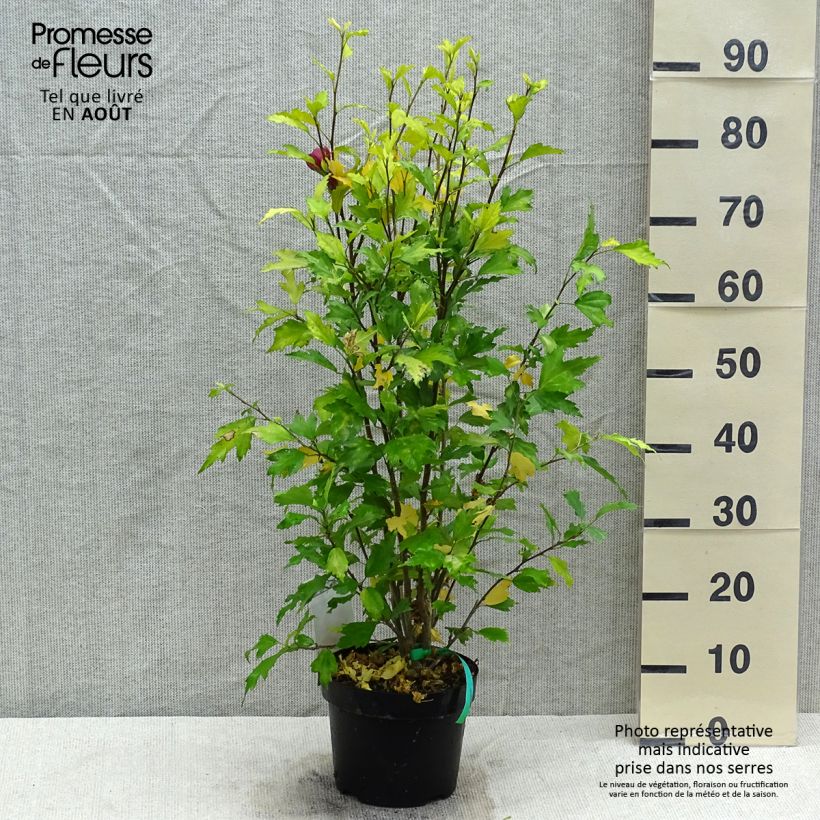 Example of Garten-Hibiscus Flower Tower Ruby - Hibiscus syriacus Topf mit 2L/3L as you get in ete