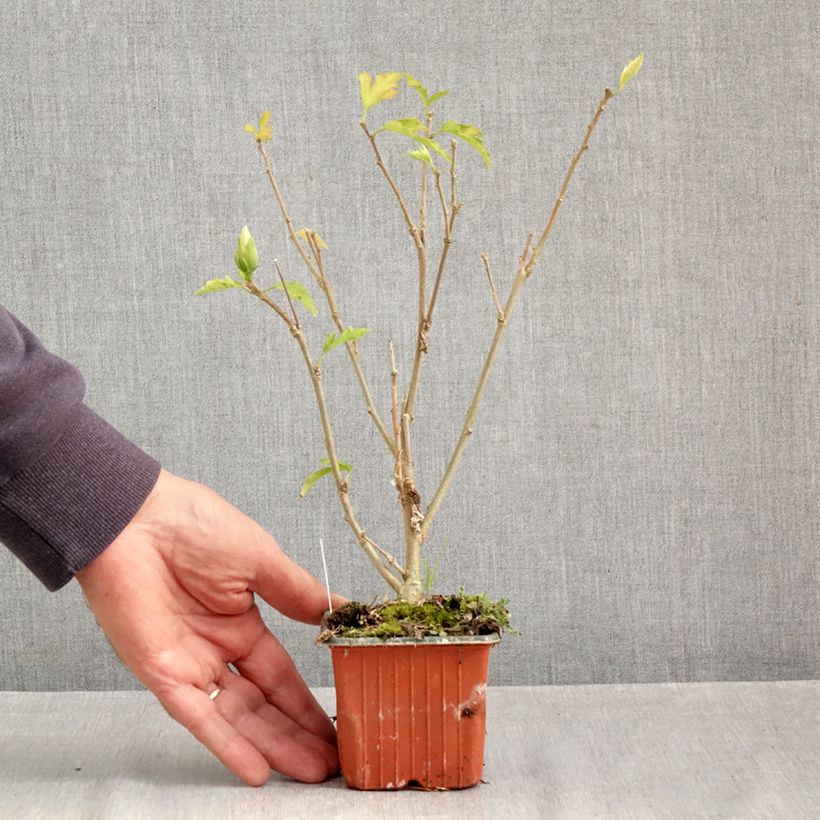 Exemplar von Garten-Hibiscus Flower Tower White - Hibiscus syriacus Kleine Töpfe von 8/9 cm wie im Herbst geliefert