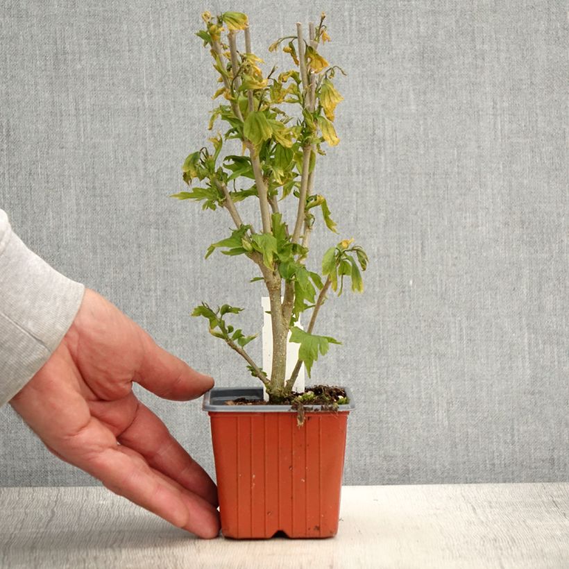 Example of Garten-Hibiscus Flower Tower White - Hibiscus syriacus Kleine Töpfe von 8/9 cm as you get in printemps